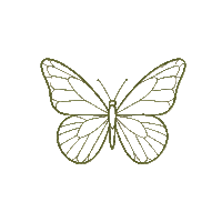 Butterfly Icon